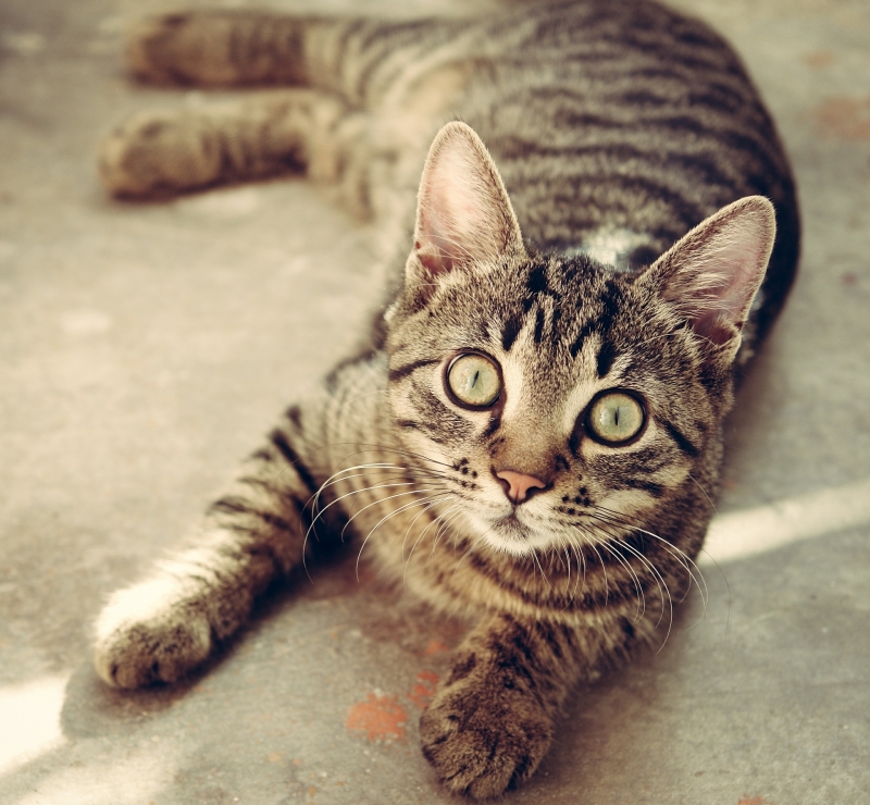 neko